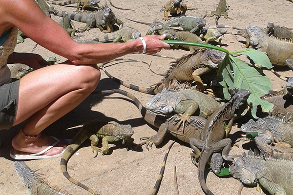 carousel-arch-iguana-and-marine-park