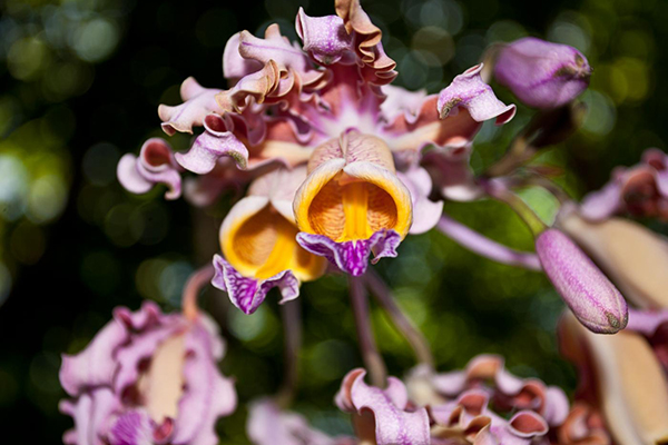 carousel-carambola-jardin-botanico